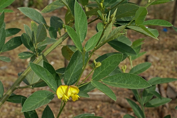 نخودفرنگی پیجن